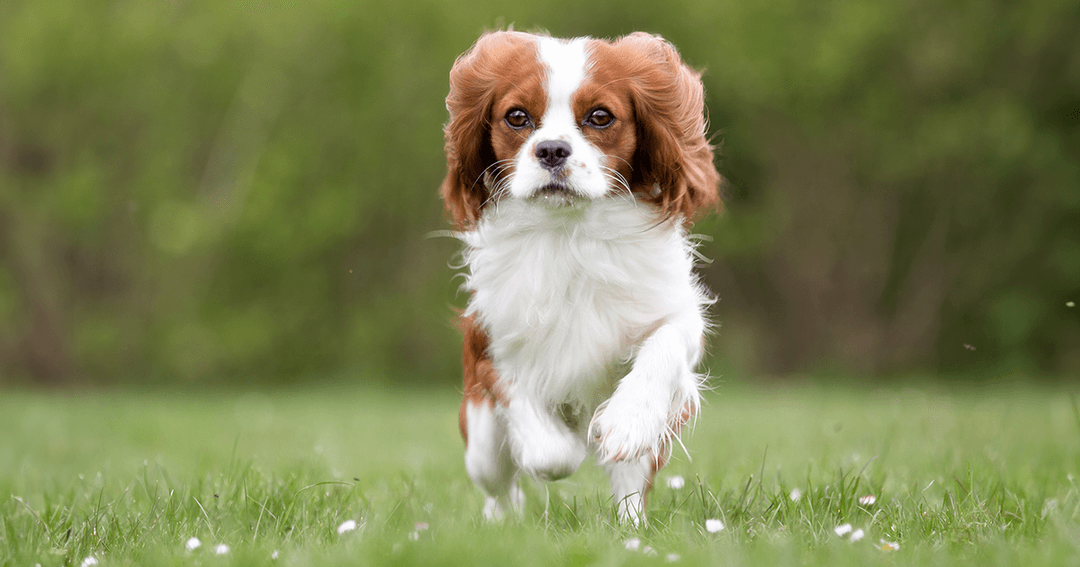 Degenerative valve disease in dogs: advice and updates