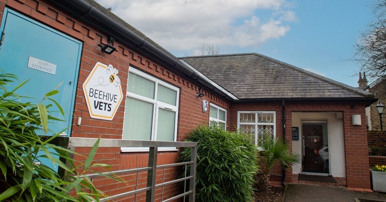 Practice Profile: Beehive Vets