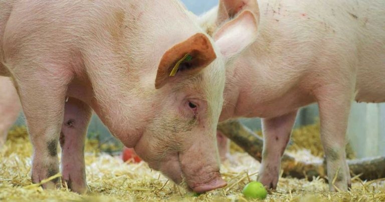 Outbred pigs ‘reliable model’ for human therapeutics