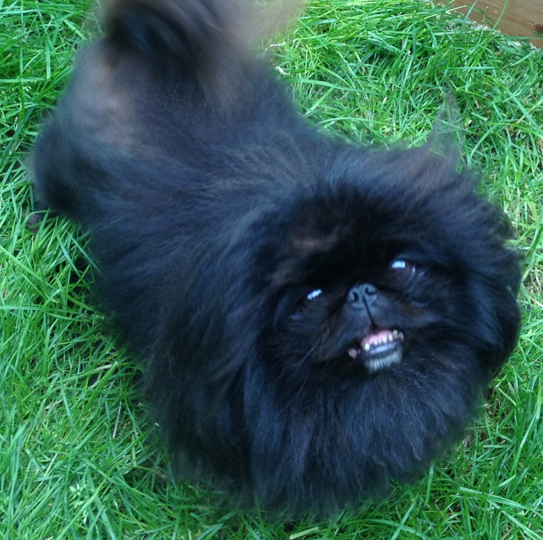 Peke people
