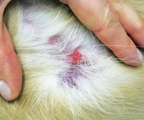 Cutaneous epitheliotropic T cell lymphoma in canines