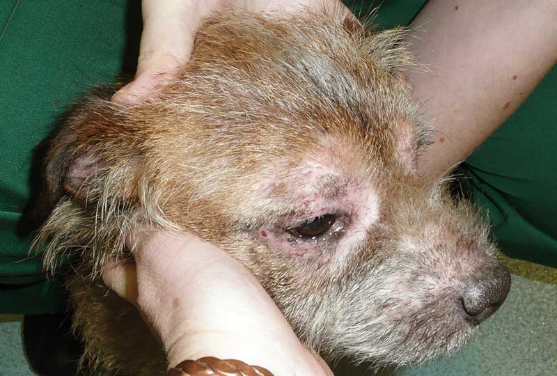 Treatment and management of seasonal allergy problems in dogs