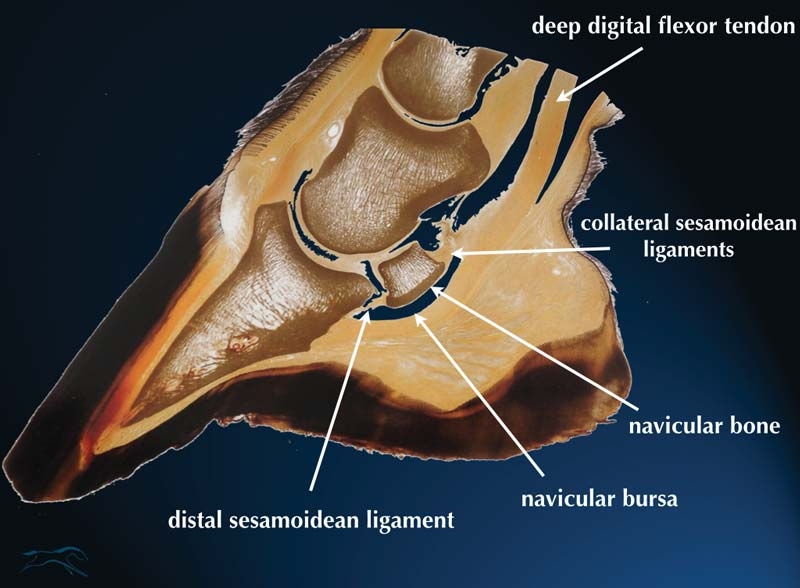 Navicular syndrome: causes, diagnosis and treatment
