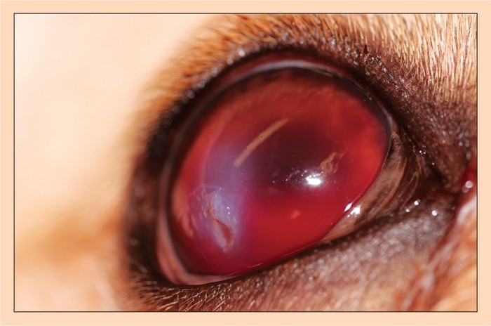 Cat scratch injuries to eyes