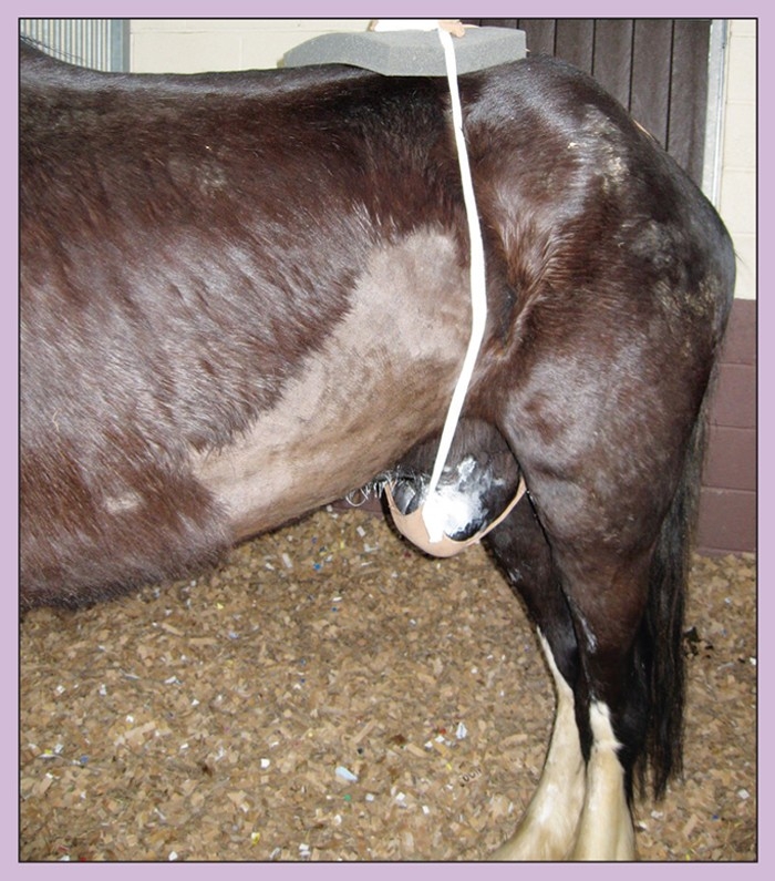 Diagnosis and treatment of cyathostominosis in horses