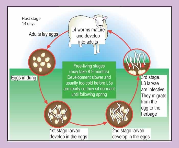 Sheep endoparasites: types, life cycles and treatments
