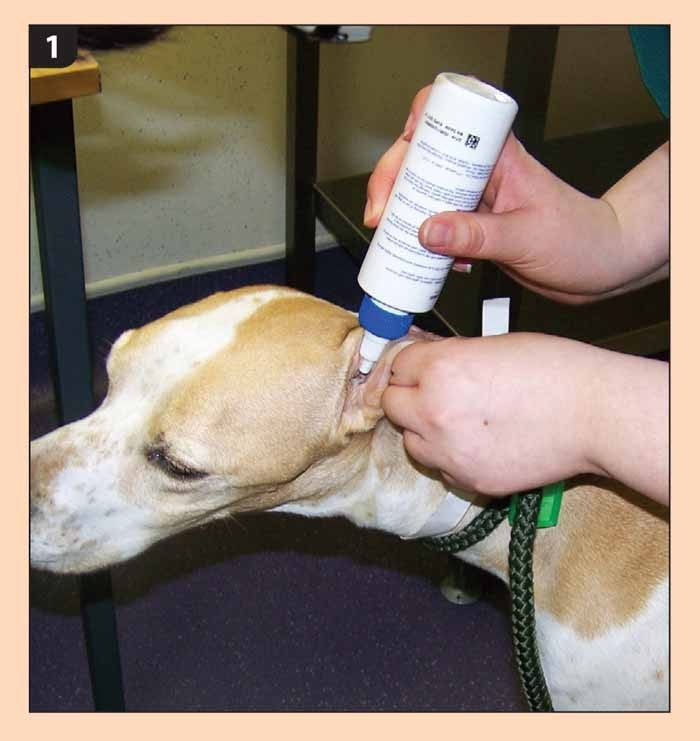 Management and treatment of otitis externa and media