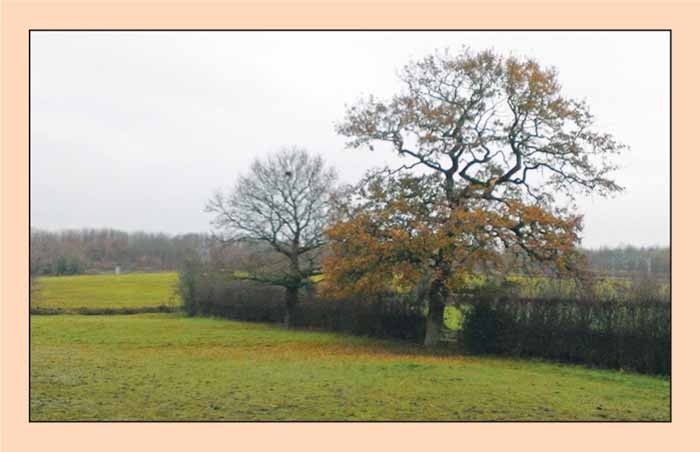 Plant poisoning in horses