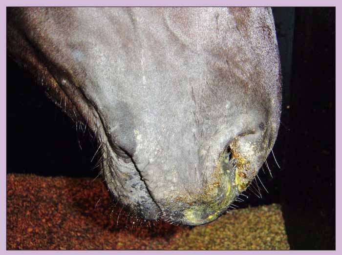 Equine influenza: are horses being protected effectively?