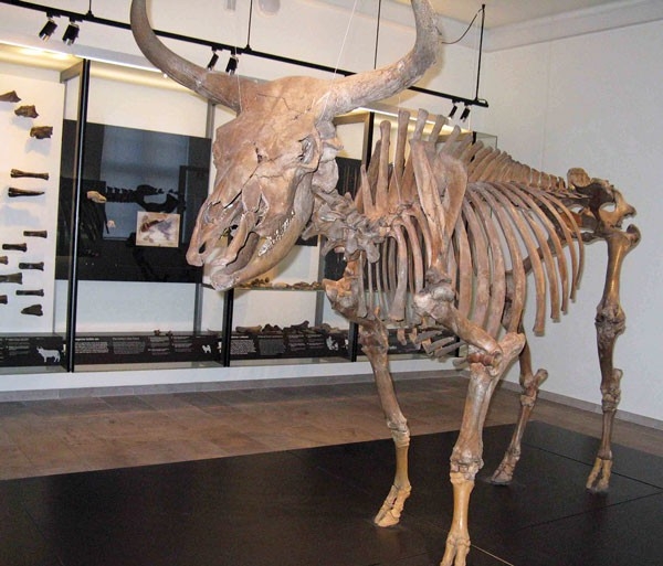 Origins and evolutionary stages of modern-day cows