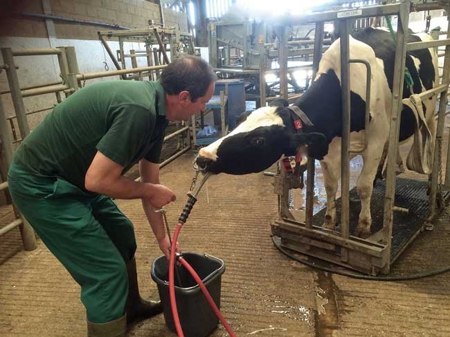 A closer look at oral fluid therapy options in adult cattle