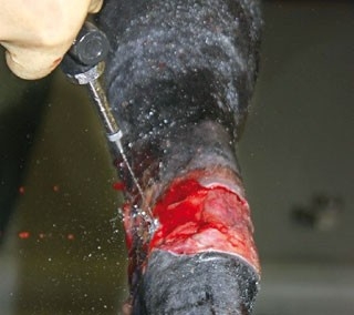 Approaches to equine wound management: an update