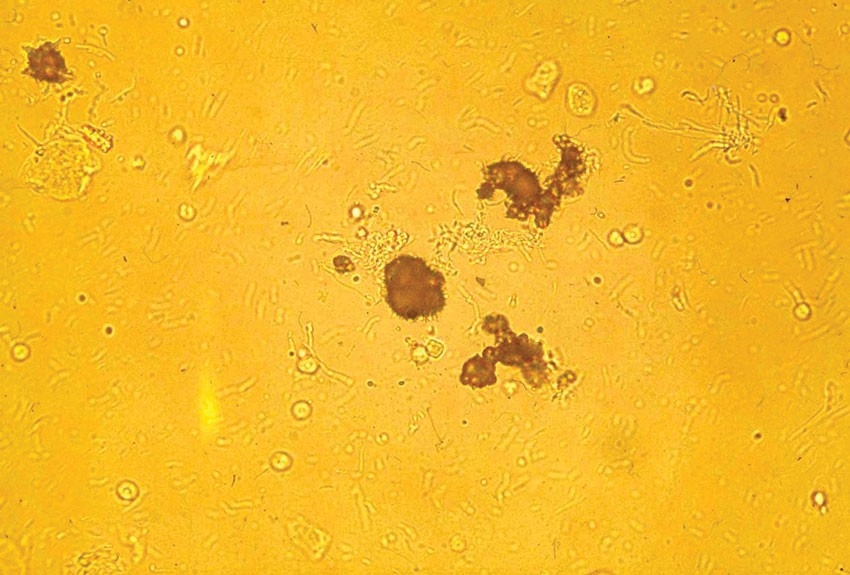 Management of common uroliths through diet