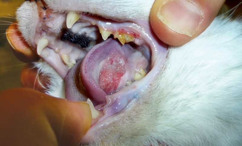 Oral squamous cell carcinoma