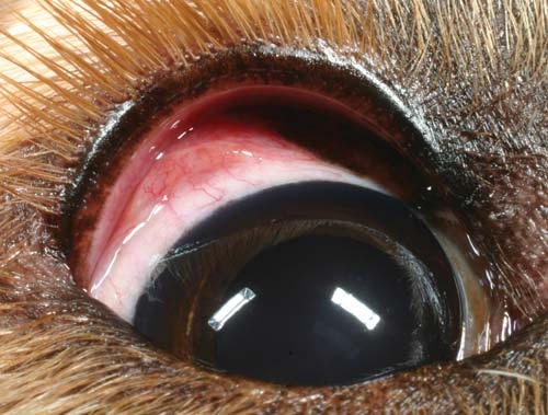 Assessing canine conjunctivitis