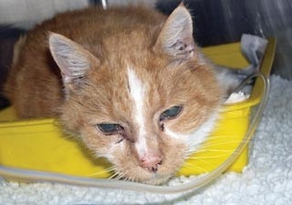 Update on CKD treatment