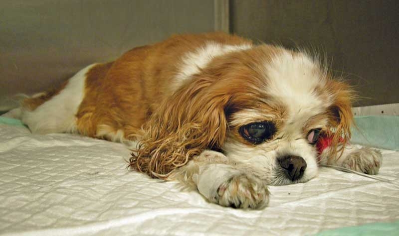 Dietary considerations for dogs suffering from cardiac disease