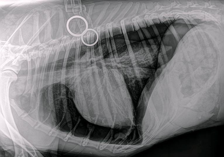 Case Notes: Spontaneous pneumothorax in a dog