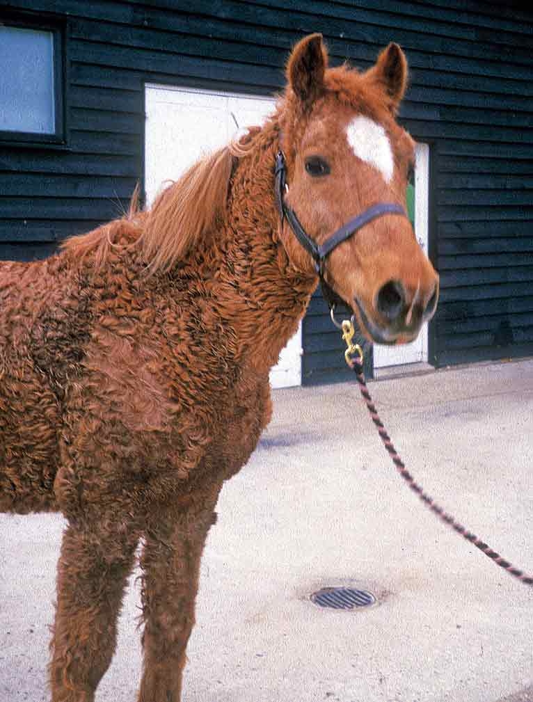 Management and treatment of Equine Cushing’s disease
