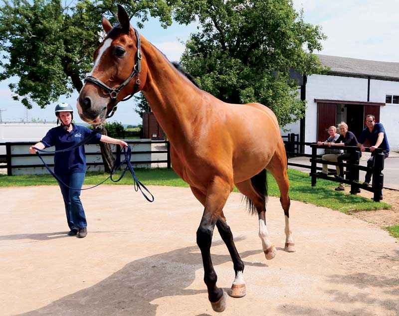 Equine joint supplements