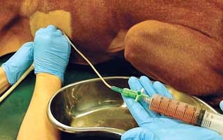 How to drain pleural cavity