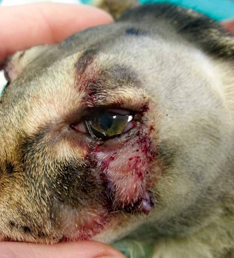 Bilateral upper eyelid coloboma in a cat: surgical treatment