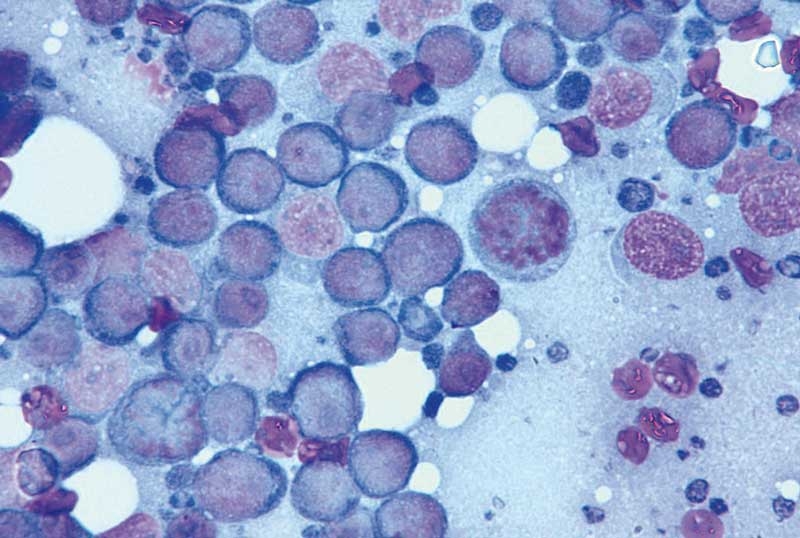 Treating infections in pigs
