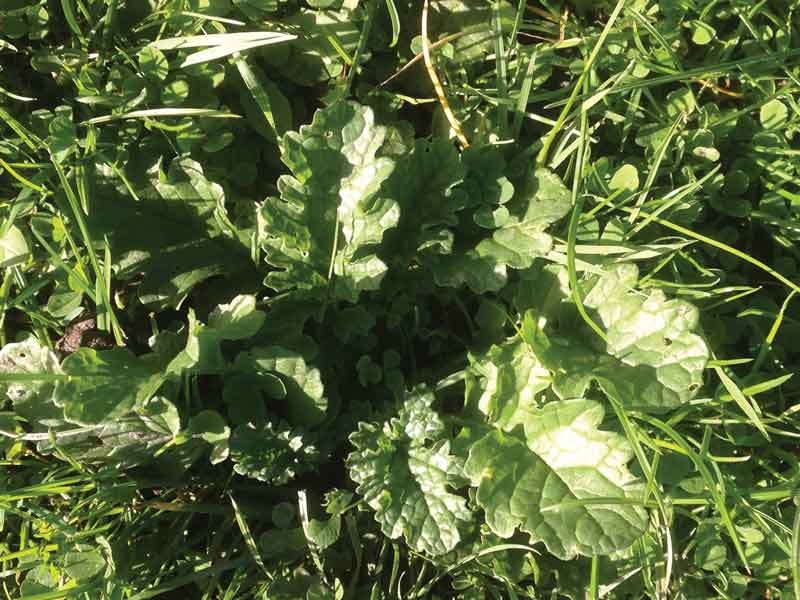 Equine pasture management
