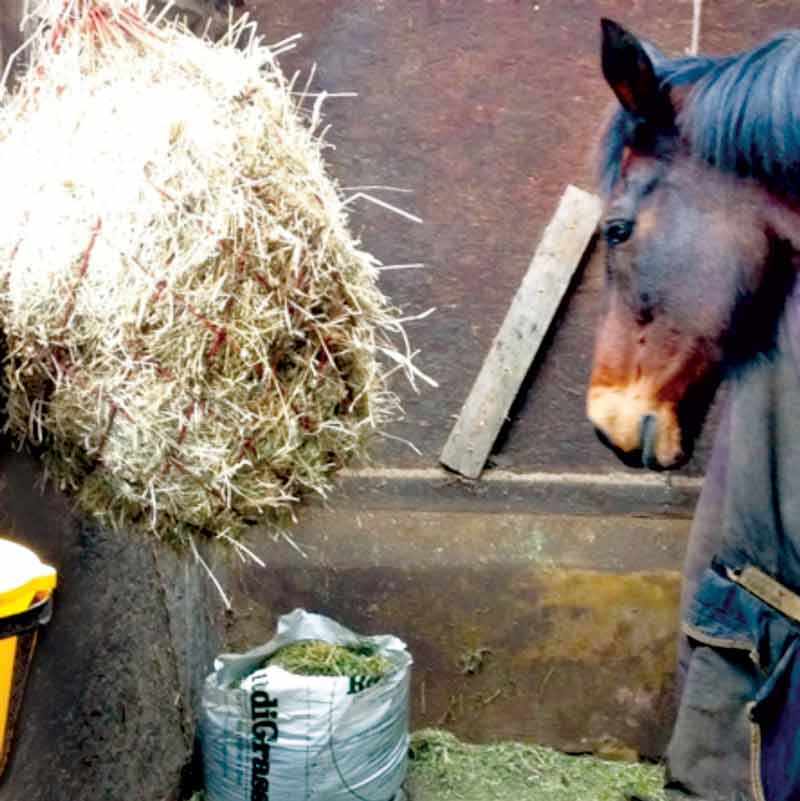 Nutrition of elderly horses