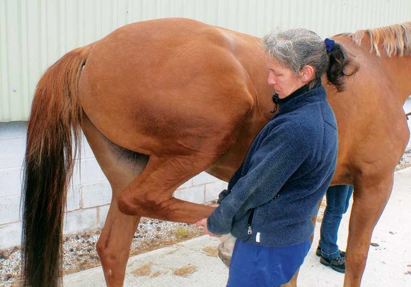 An approach to diagnosing lameness in equine patients