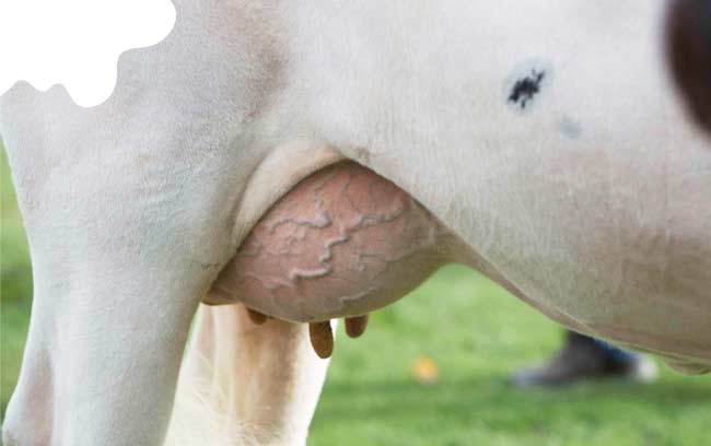 Mammary gland physiology at dry-off: what do we know?