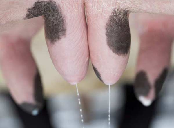 The incidence and importance of milk leakage in the dry cow