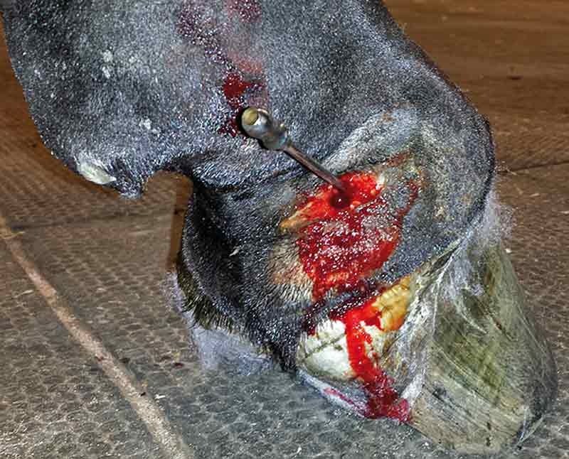 Approaches to equine wound management: basic principles