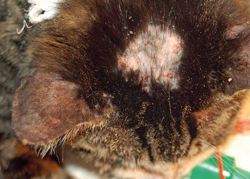 Feline otitis treatment update