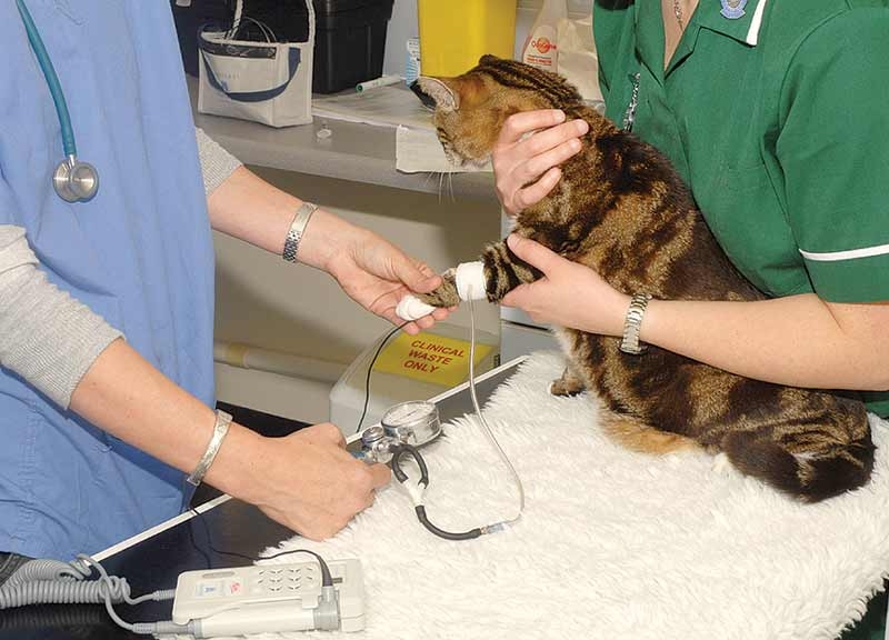 Managing feline chronic kidney disease in practice
