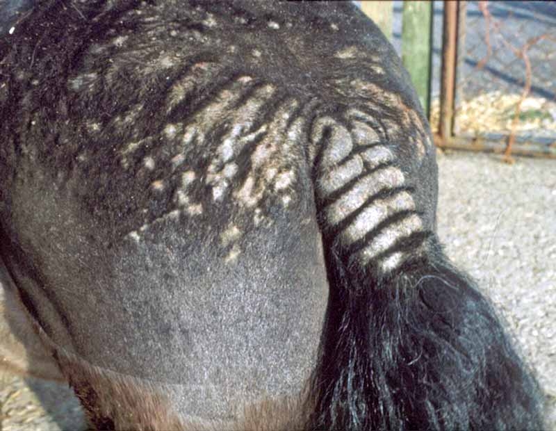 Summer allergies in horses