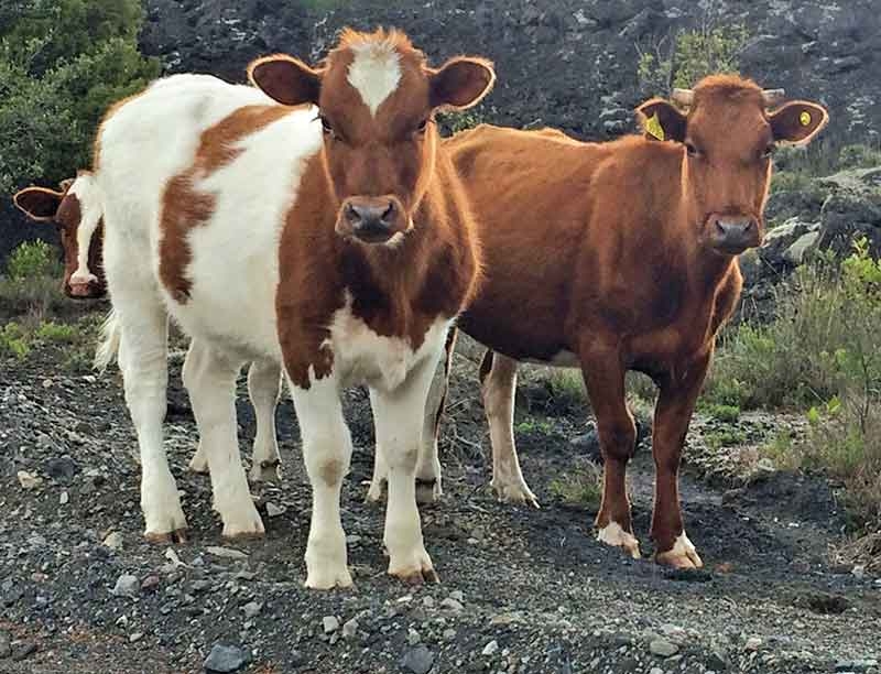 Sharing knowledge at international conference on ruminant lameness