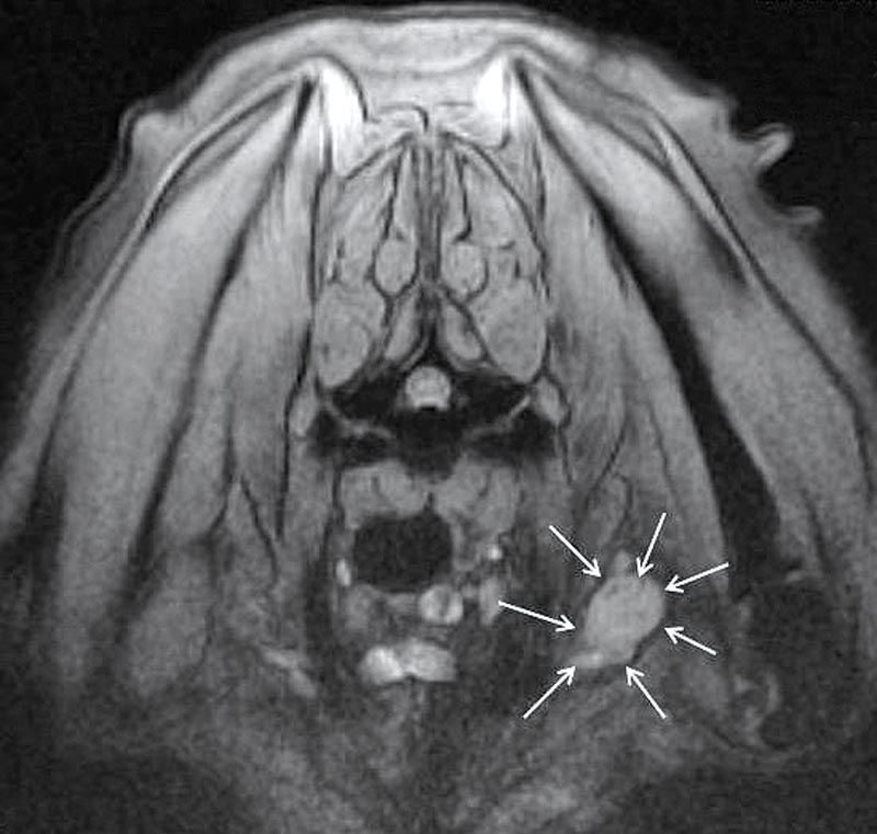 Dealing with peripheral nerve sheath tumour in a boxer dog