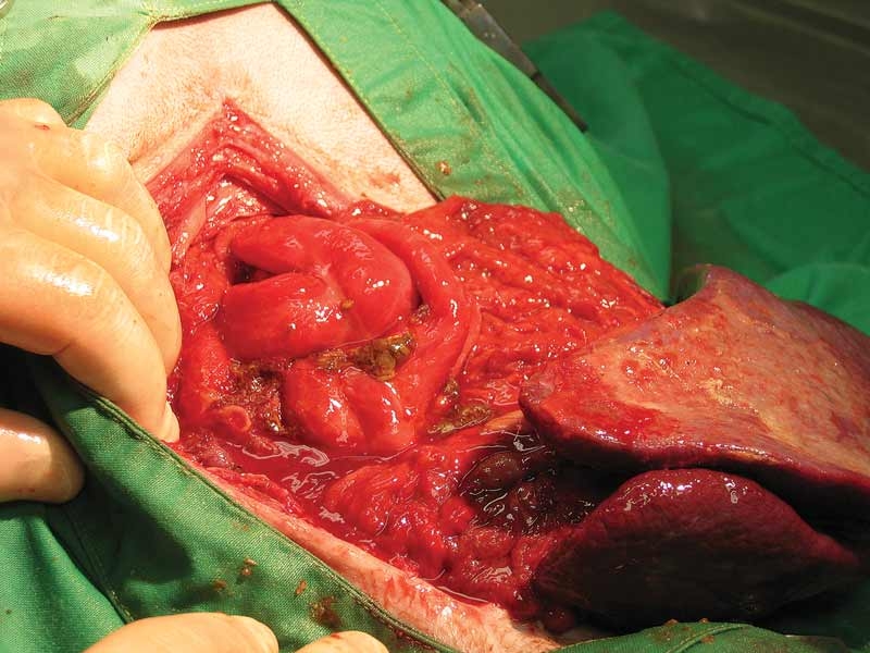 Mortality following dehiscence of sutured anastomosis in a dog