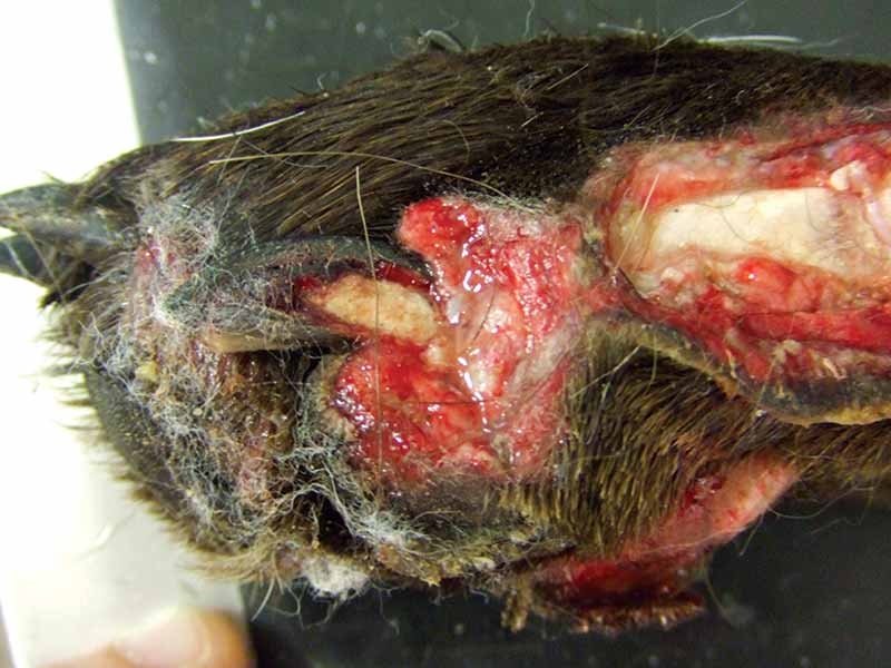 Management of traumatic and surgical wounds in cats and dogs