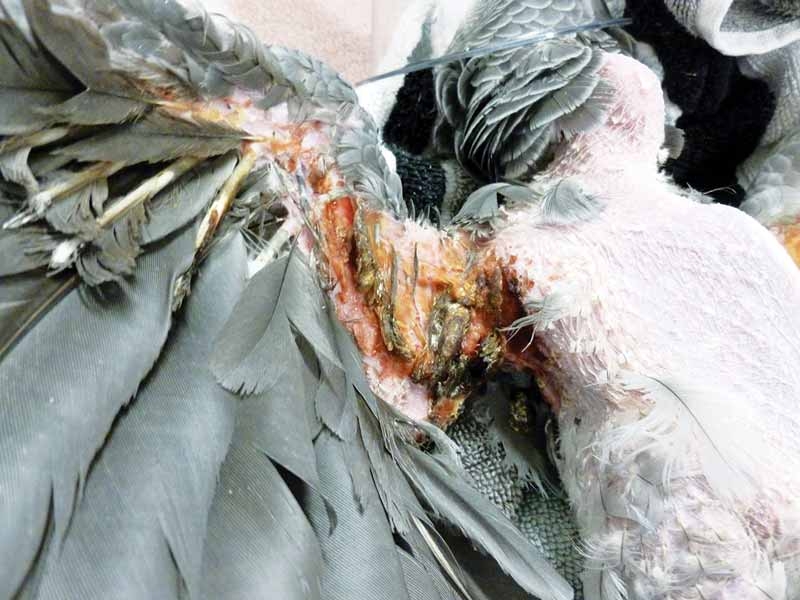 Feather-plucking parrots: what every veterinarian should know