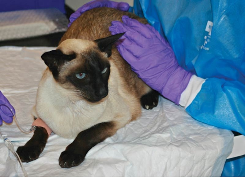 Treating feline lymphoma