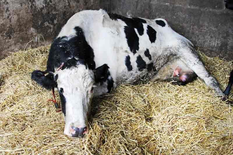 How vets can help manage change to selective dry cow therapy