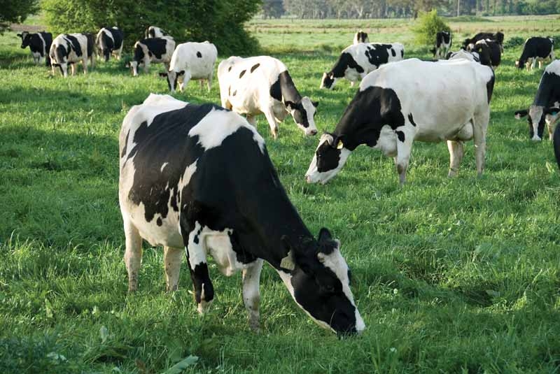 Herd health in spring calving herds: focus on calves