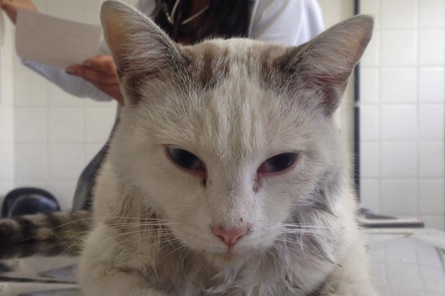 Call for help in cat pain study