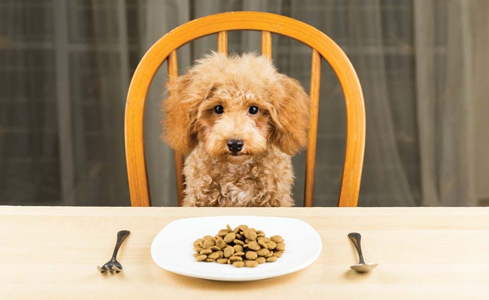 Less than a week to go for pet feeding superstar competition