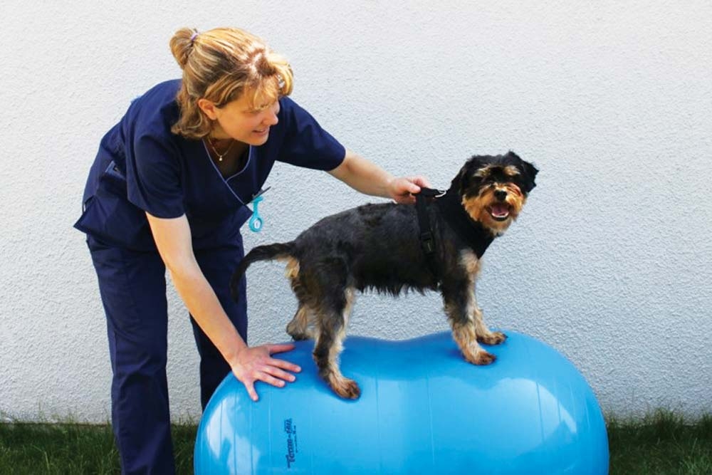 Chronic pain in cats and dogs: management and treatment