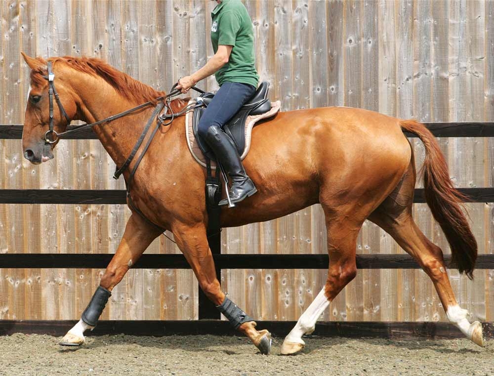 Equine athletes: psychology and performance