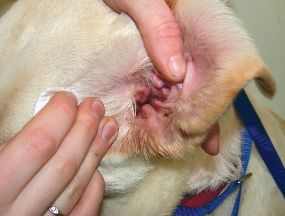 Otitis externa: cleaning dogs’ ears