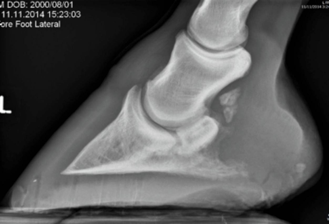 Navicular syndrome in horses – treatment and prognosis rethink